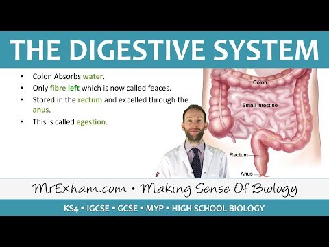 The Digestive System - GCSE Biology (9-1)