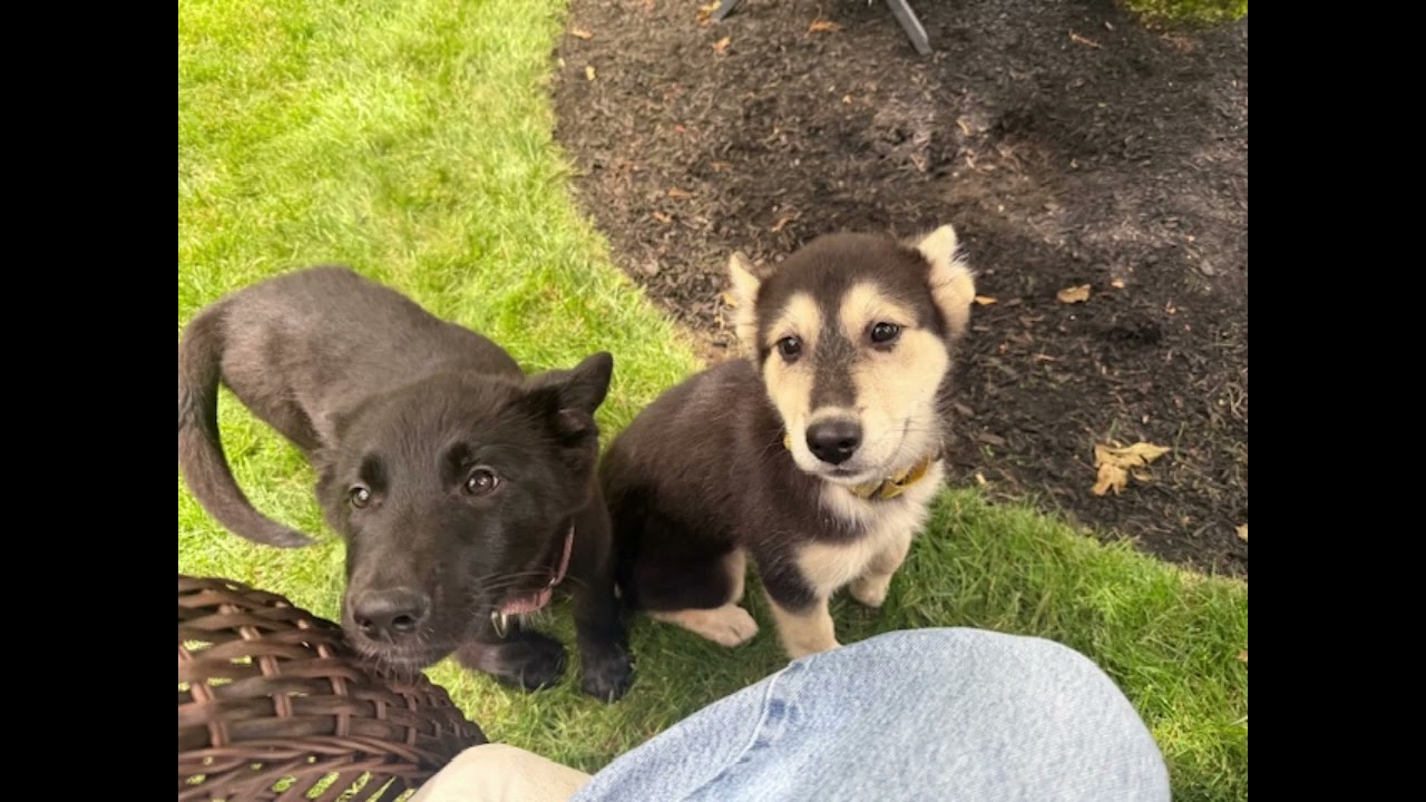 Enlarge Alto Musical - local pup, an adopted mixed breed in Andover, MA video 6/6