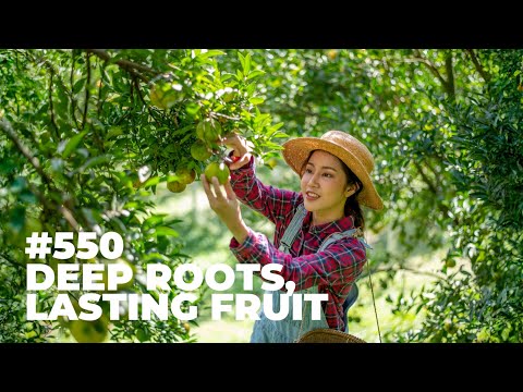 #550 - Deep Roots, Lasting Fruit 🌱🍇