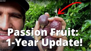 How To Grow Passion Fruit on a Fence | 1 YEAR UPDATE on our &quot;Frederick&quot; PassionFruit - WOW!