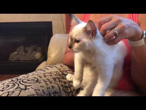 Ragdoll kitten - treating eye infection with L lysine dietary supplement - how to