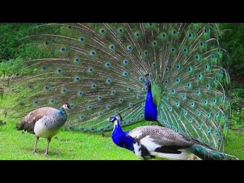 peacock Dance in all Glory, मोर नृत्य, Beautiful Peacock dancing and Sound video,#peacock #birdsound