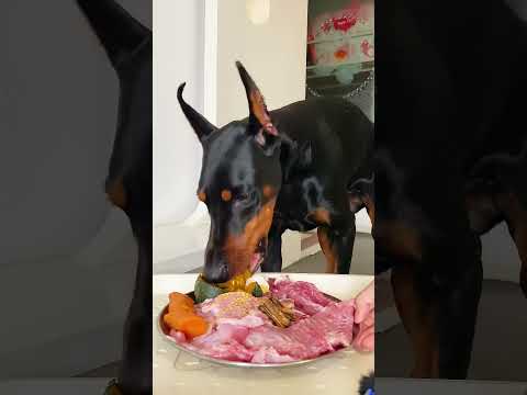 ASMR Dog Eating Raw Food