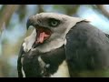 Globo Repórter: Gavião Real, a mais poderosa ave de rapina do mundo!