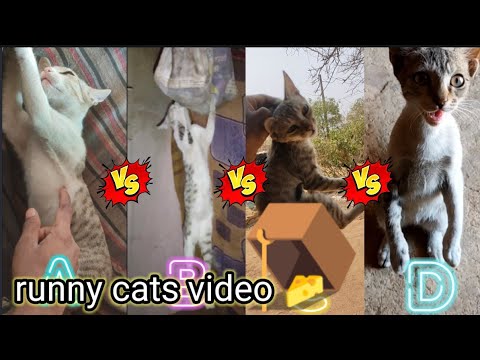 Funniest Cats And Dogs Videos 😁 - Best Funny Animal Videos 2023 😅 #12