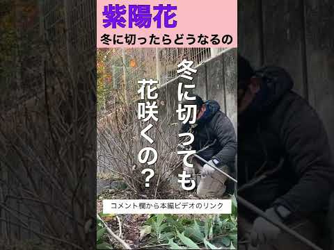 冬にはアジサイに水やりをするべきですか？避けるべき間違い  庭園