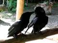 I corvi di Miches