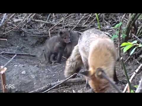 13.4.2019 (c).mp4 Fuchswelpen am Bau
