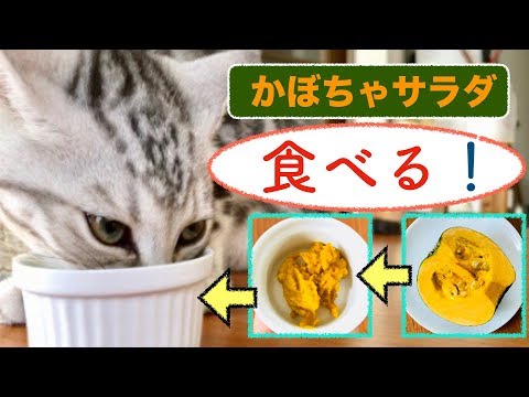 download lagu mp3 mp4 Is Squash Good For Cats, download lagu Is Squash Good For Cats gratis, unduh video klip Is Squash Good For Cats