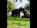 SAVE ELEPHANTS Elephant Viral Elephantart Wildlife Wildliferescue Youtube Youtubeshorts 1