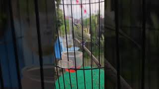 Download lagu Pleci Konservasi Josterop #josterops #konservasi #plecimania #short #shorts mp3