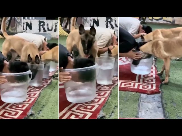 Perro 'riñe' a su dueño por hacer trampas en reto conjunto