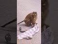 Snake In The Monkey Shadow