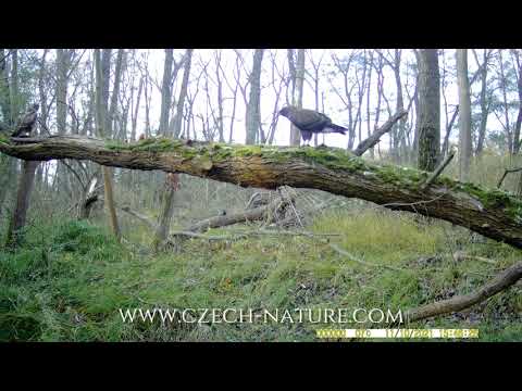 NIKON Z5, Tamron, Wildlife, Phototrap: Lesní krmítko a káně lesní /// Forest feeder and buzzard
