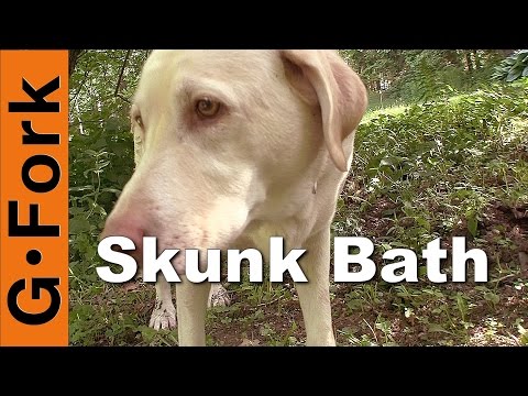 Remove Skunk Smell On Your Dog - GardenFork