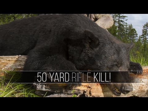 Giant Bear at 50 Yards! - Black Bear Hunt in British Columbia