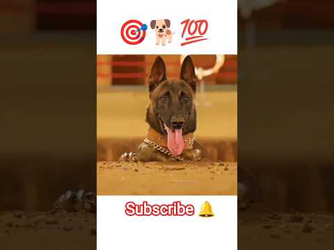 Heart touching story of dog journey 🐕#success #dog  #doghero #shorts #@unique_songs-05