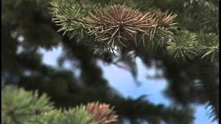 Classic Landscaping 404 - Spruce Trees & Winter Damage