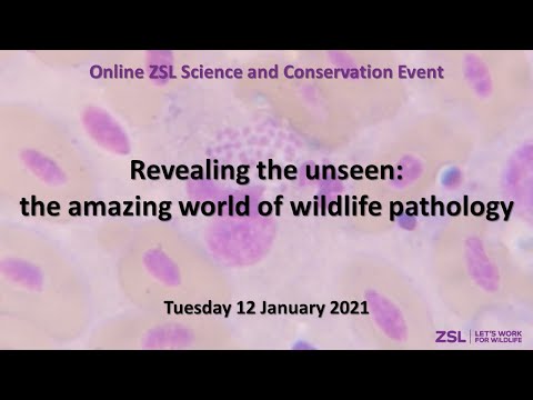 Wildlife Disease Ecology: The Unseen Battlefield | Community Health