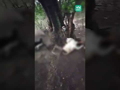 Três ovelhas morrem após serem atingidas por raio em Quiterianópolis