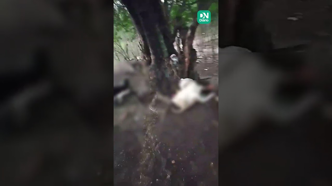 Imagem da notícia Três ovelhas morrem após serem atingidas por raio em Quiterianópolis