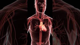 Battements du cœur dans la poitrine et la cage thoracique #coeur #anatomie #cœur #heartbeat #anatomy