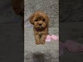 Cavapoo dogs for sale: Diamond 💎  - Video 2