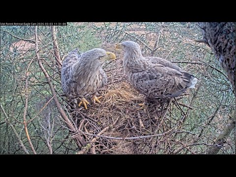 White-tailed eagle nest | LIVE from North Uist, Outer Hebrides