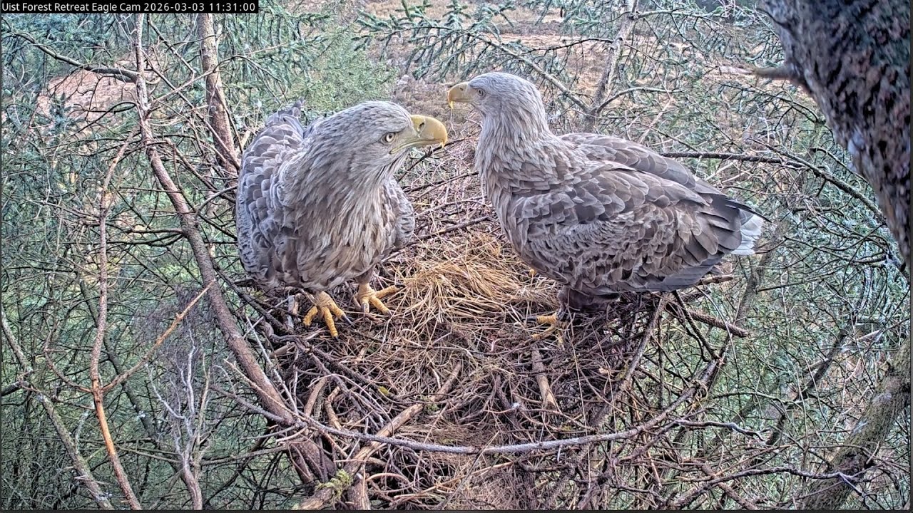 Live webcam view of Nido de Pigargo en las Hébridas Exteriores