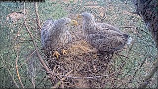 White-tailed eagle nest | LIVE from North Uist, Outer Hebrides live webcam