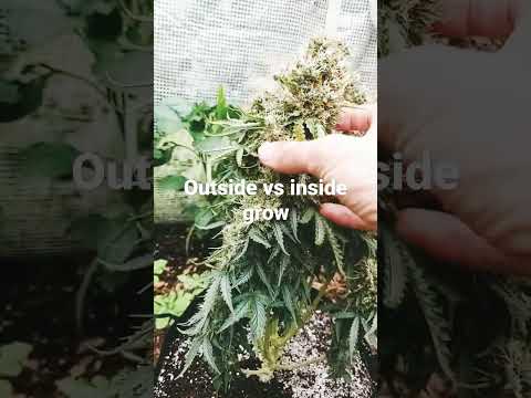 Outside vs inside white widow grow