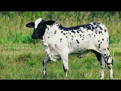 Nelore Pintado Diniz - Fada Fiv Dala Da JR - RFDI 13