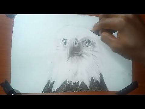 How To Draw A Realistic Eagle, Simple Step By Step For ...