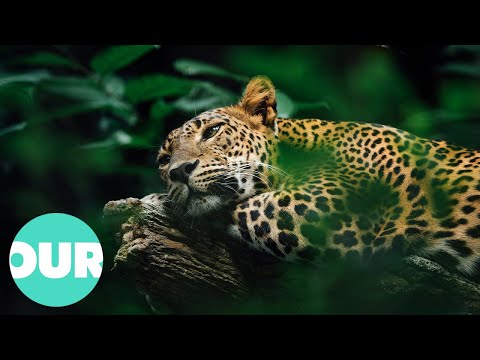 Exploring the Greatest Cats in the World: The Jaguar | Our World