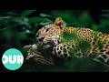 Exploring the Greatest Cats in the World: The Jaguar | Our World