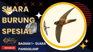 Download lagu Suara panggil walet terbaru 2022 Terbukti mp3 Download lagu Suara panggil walet terbaru 2022 Terbukti mp3