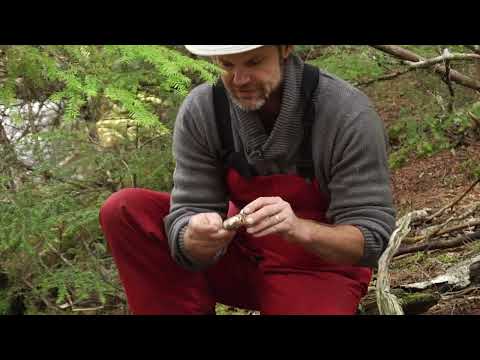 Pine Mushroom Forage in Southern British Columbia