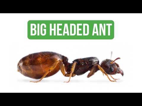 Come Prendersi Cura di Pheidole Pallidula