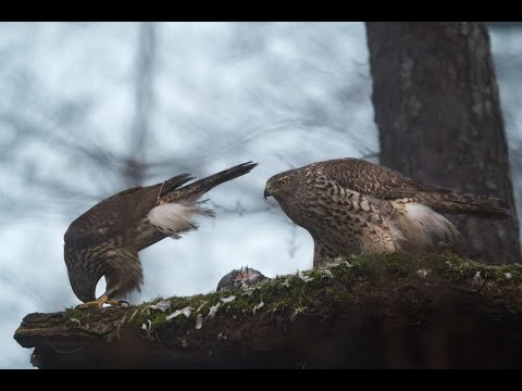 Kengaraga vistu vanags atnesis savai dāmai medījumu (20.03.2022)