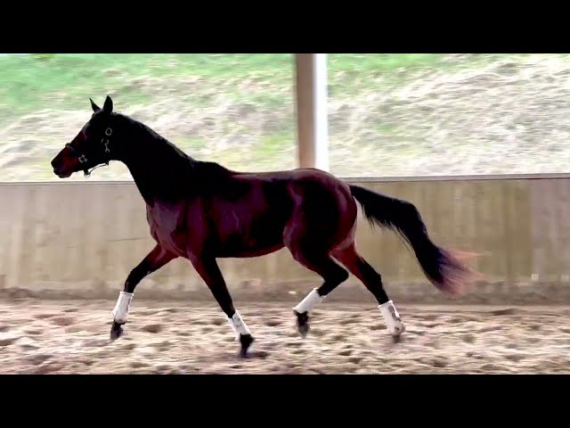 Jeune jument d'avenir CCE dressage