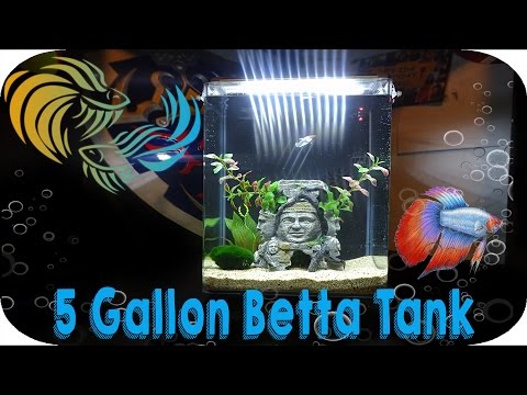 5 GALLON BETTA FISH TANK SET UP