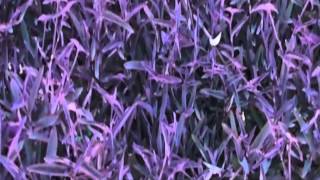 Blockhead - The Music Scene