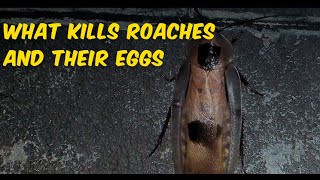 What Kills Roaches and Their Eggs?