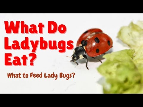 What do Ladybugs Eat - What do Ladybirds Eat - What to Feed Ladybugs?