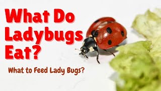 What do Ladybugs Eat - What do Ladybirds Eat - What to Feed Ladybugs?