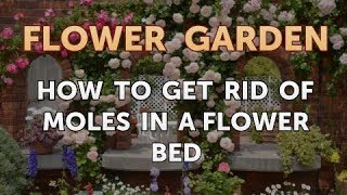 How to Get Rid of Moles in a Flower Bed