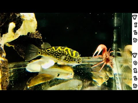 Figure 8 PUFFER Fish vs Fiddler Crab! *almost gone wrong*