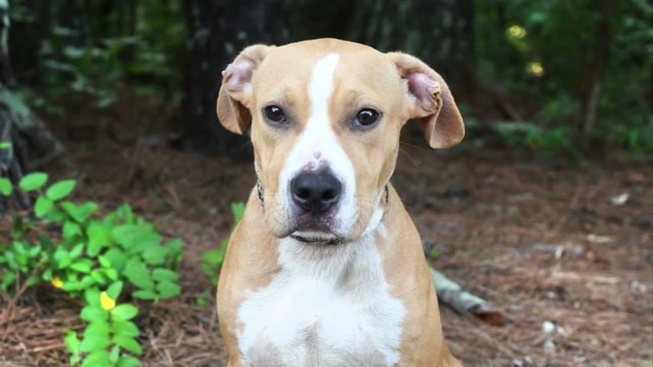 Linus, a ADOPTABLE mixed breed in Monroe, GA video 3/5