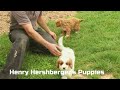 Cavapoo dogs for sale: Easton - Video 1