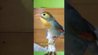 Download lagu Kicauan burung robin #birds #shorts mp3 Download lagu Kicauan burung robin #birds #shorts mp3